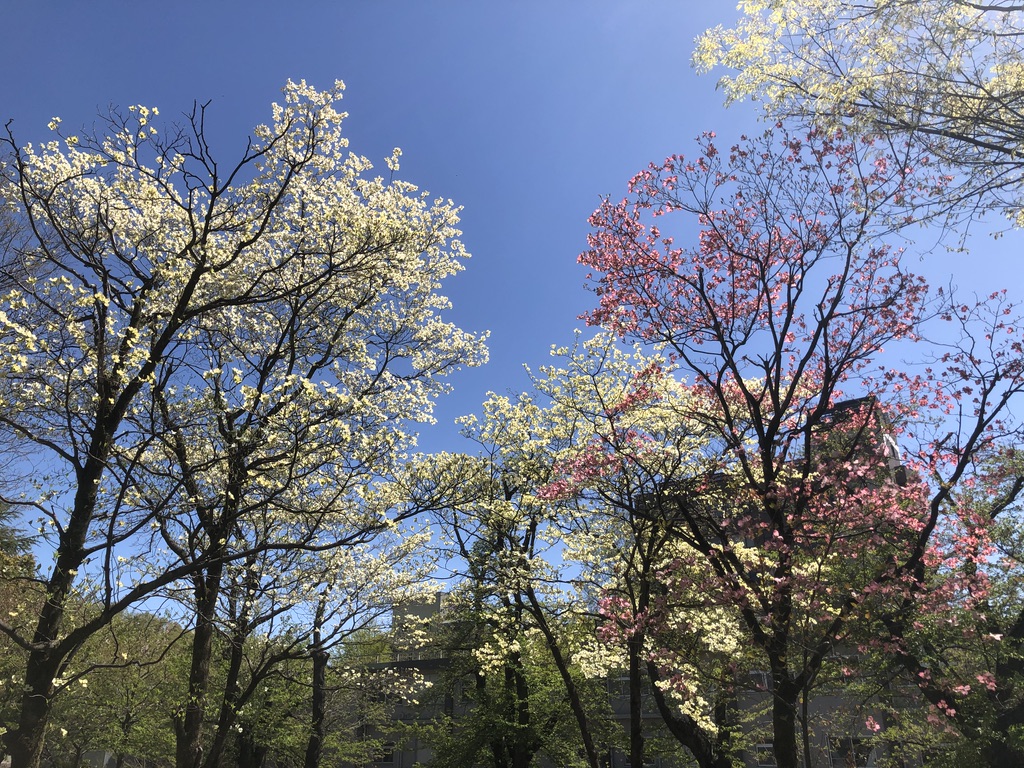 University of Yamanashi