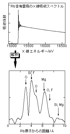 XAFS͌{