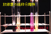 純粋分離株