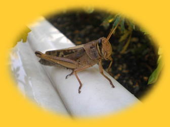 grasshopper