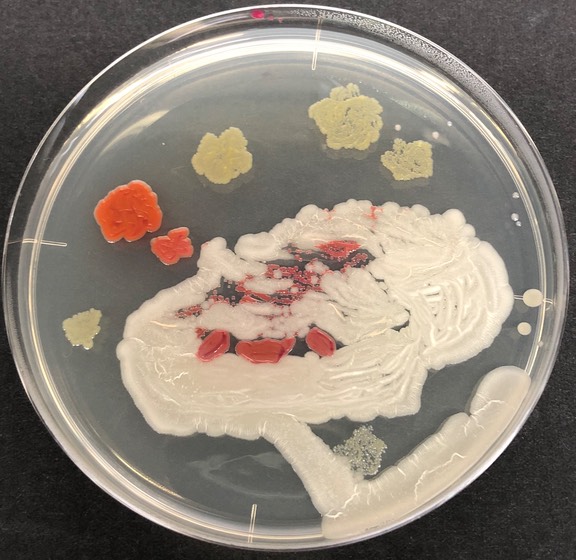 AgarArt6.jpg