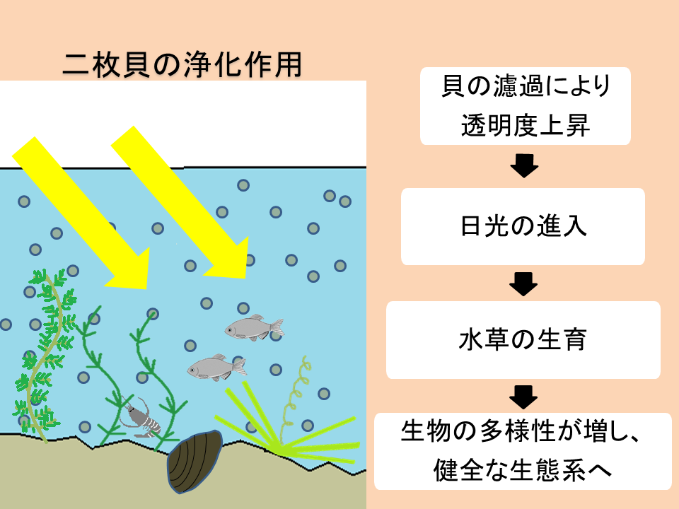 宮崎研究所水質浄化