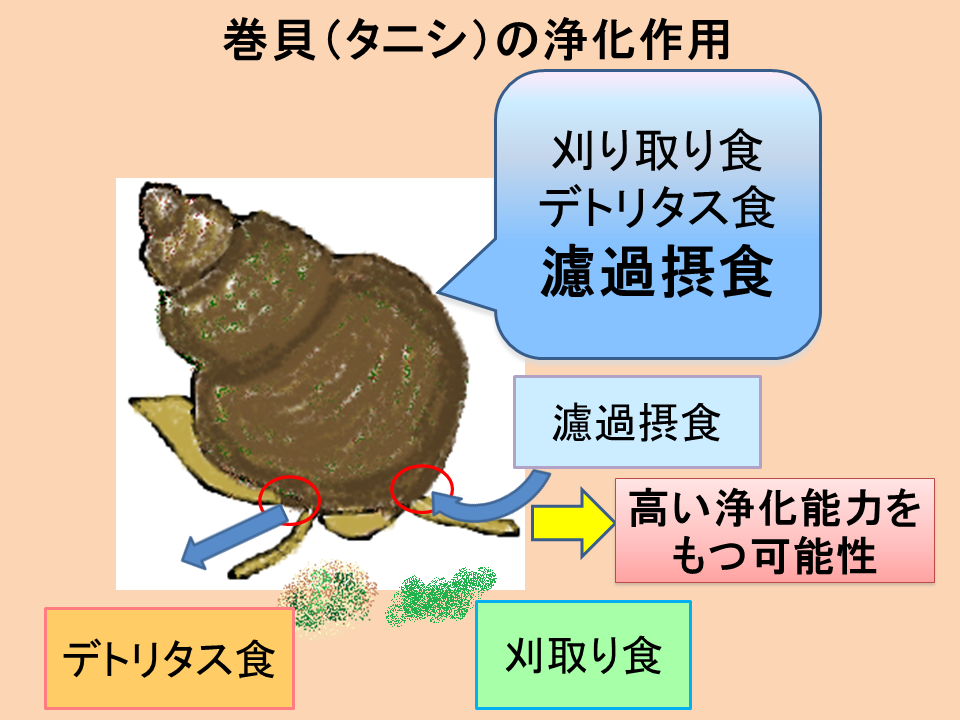 宮崎研究所水質浄化