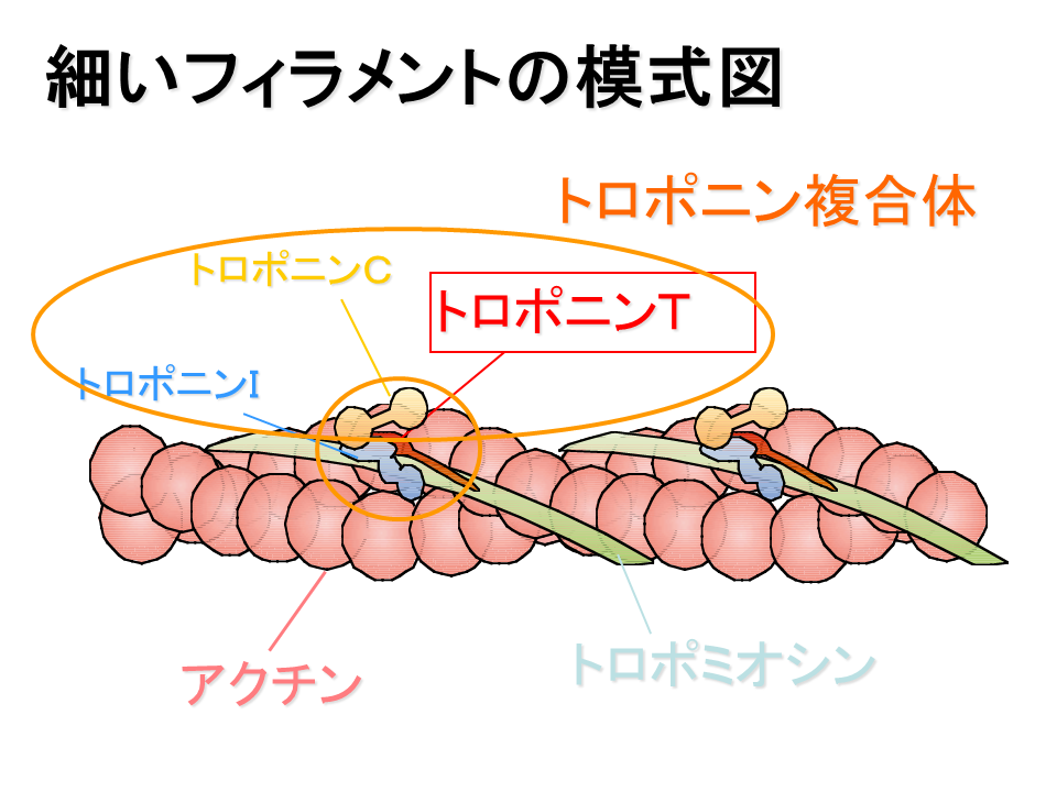 カルシウム結合タンパク質