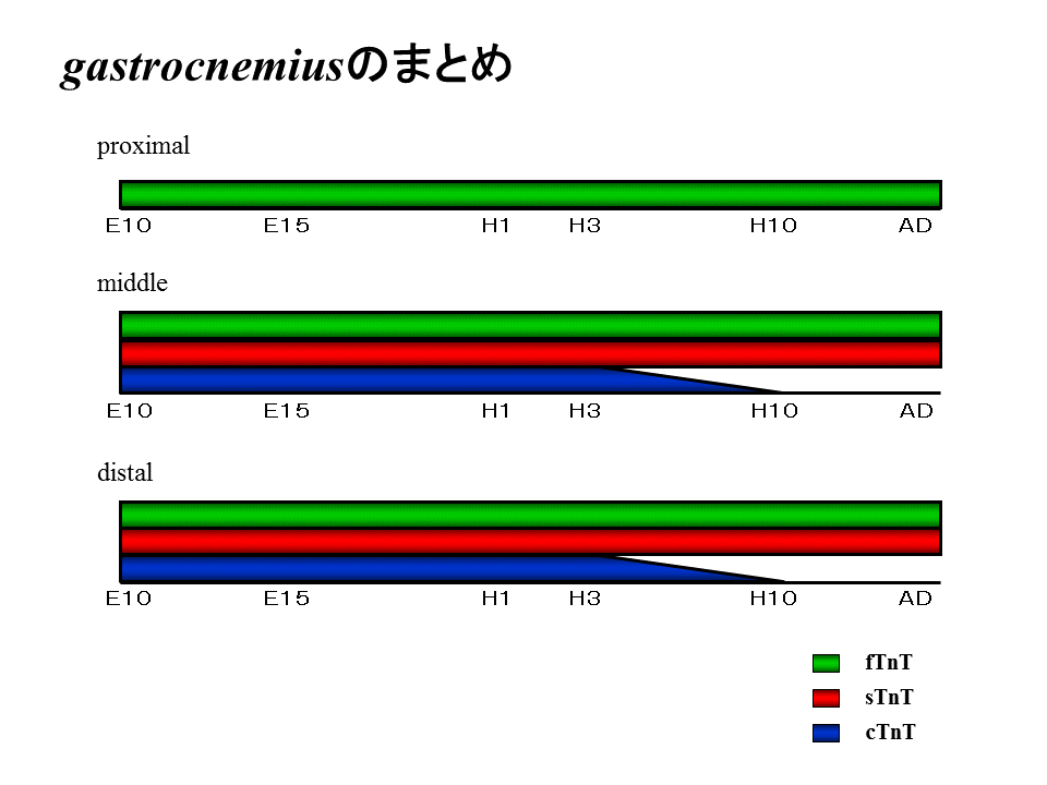 心筋トロポニンT